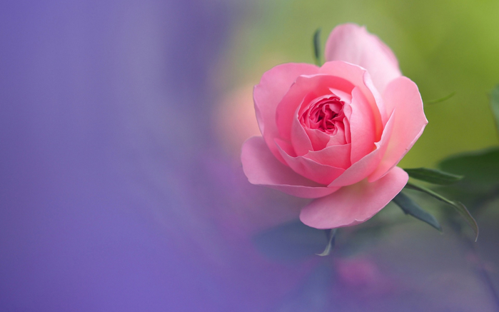 CompDeskWalCol-2973__066 (700x437, 202Kb)