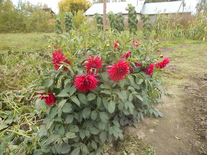 4533467_DSCN6322 (700x524, 209Kb)