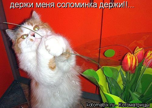 4743317_z (500x356, 36Kb)