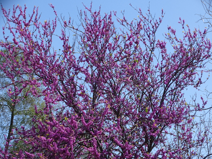 DSC00070 (700x525, 709Kb)