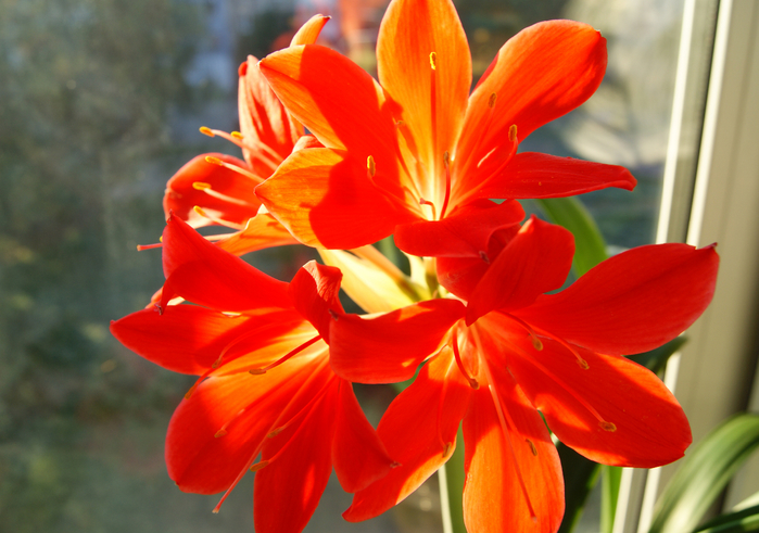 DSC01896 (700x491, 395Kb)