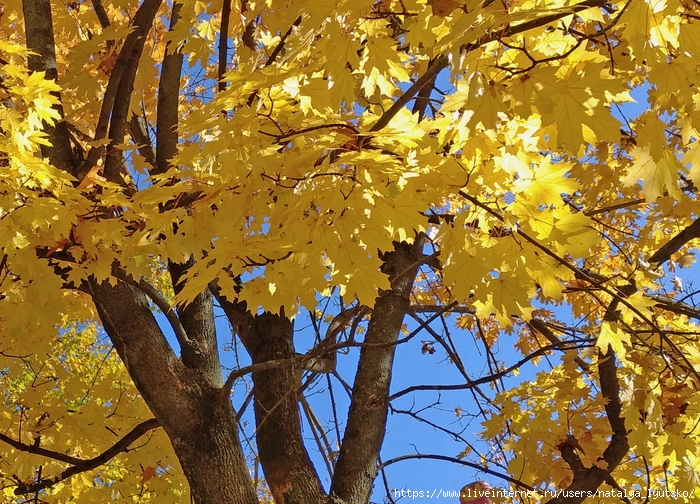 IMG_20241017_133138 (700x504, 457Kb)