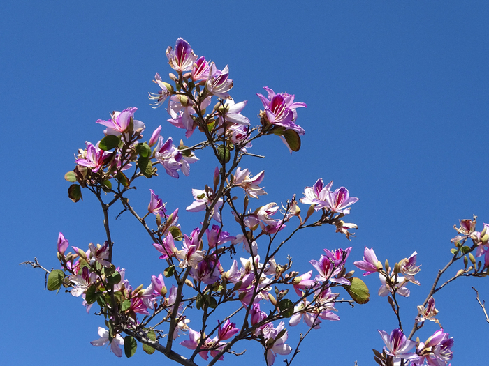 DSC00135 (700x525, 454Kb)