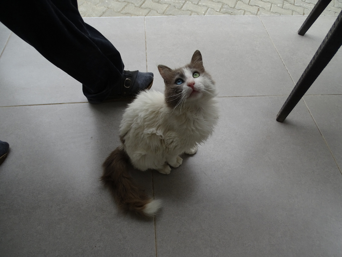 DSC00179 (700x525, 261Kb)