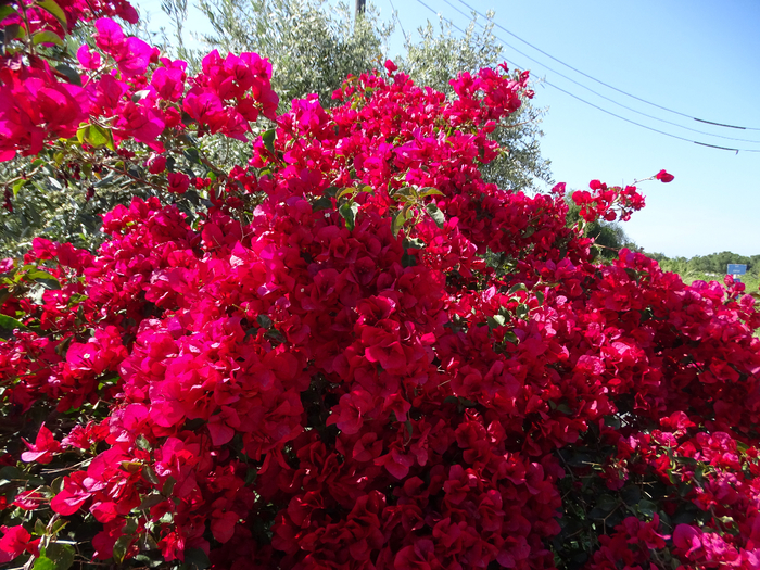 DSC00241 (700x525, 638Kb)