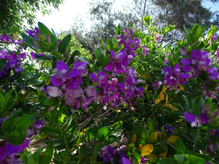 DSC00246 (700x525, 599Kb)