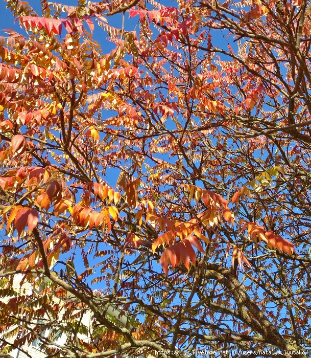 IMG_20241018_145015_1 (609x700, 679Kb)