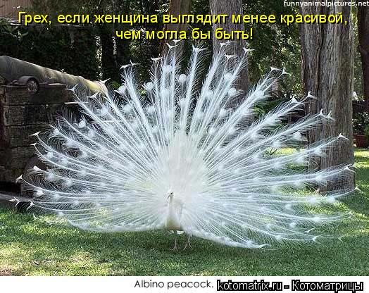 4743317_7a (524x416, 71Kb)