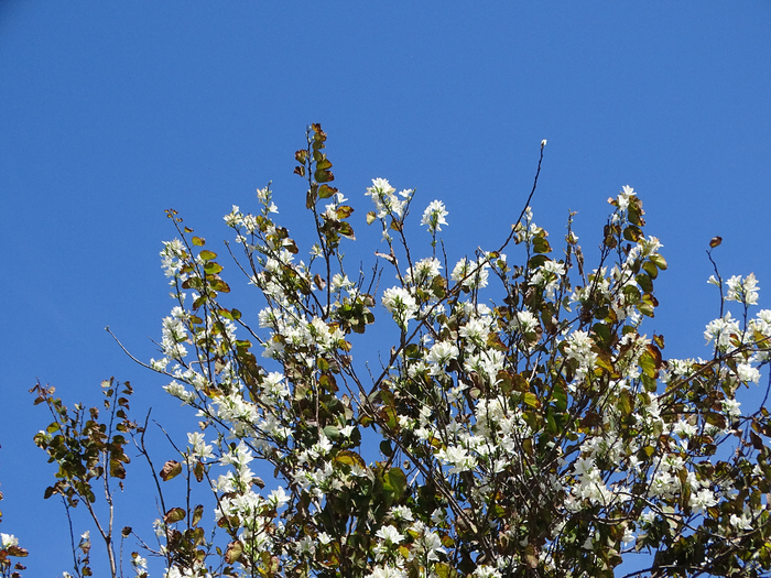 DSC00267 (700x525, 537Kb)