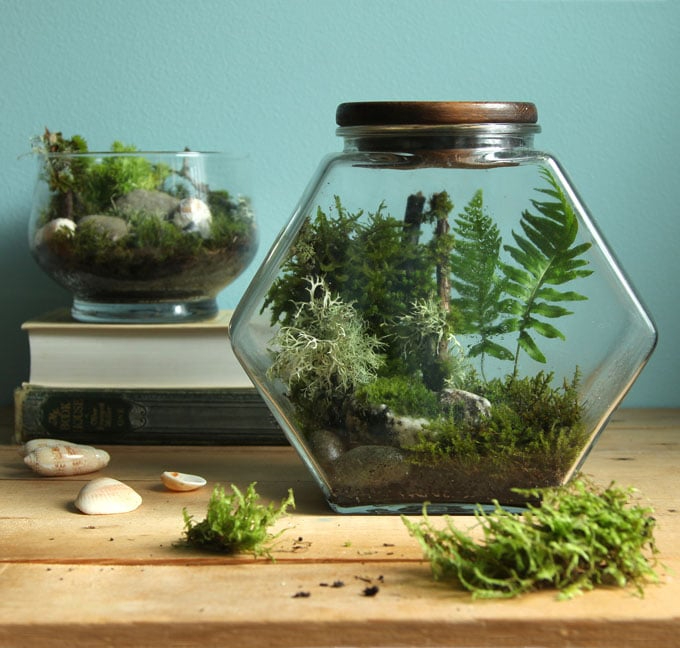 DIY-terrarium-apieceofrainbowblog-1 (680x648, 281Kb)