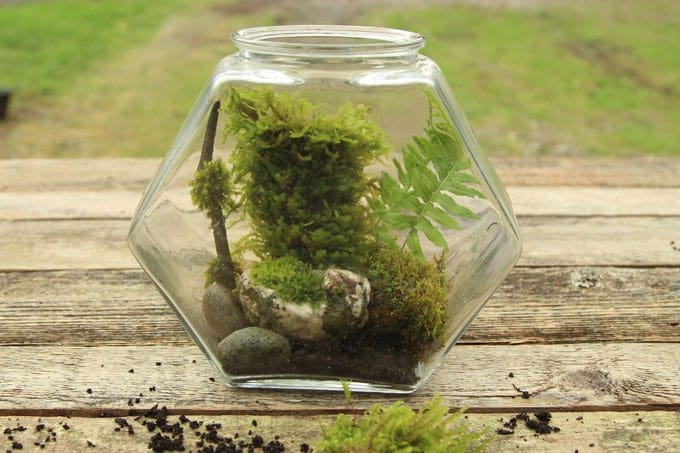 DIY-terrarium-apieceofrainbowblog-6 (680x453, 222Kb)