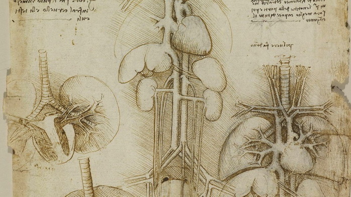 leonardo da vinci human anatomy - Google Search (700x393, 129Kb)