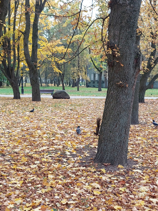 20241026_122920 (525x700, 640Kb)