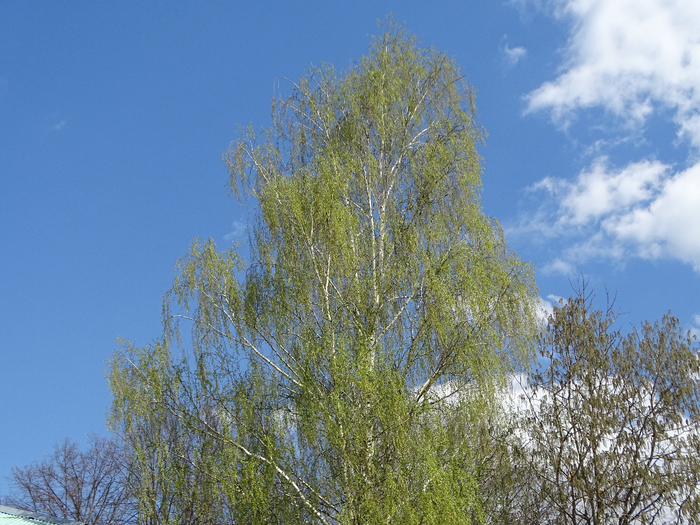 DSC00420 (700x525, 511Kb)