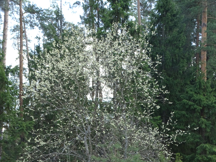 DSC00425 (700x525, 545Kb)