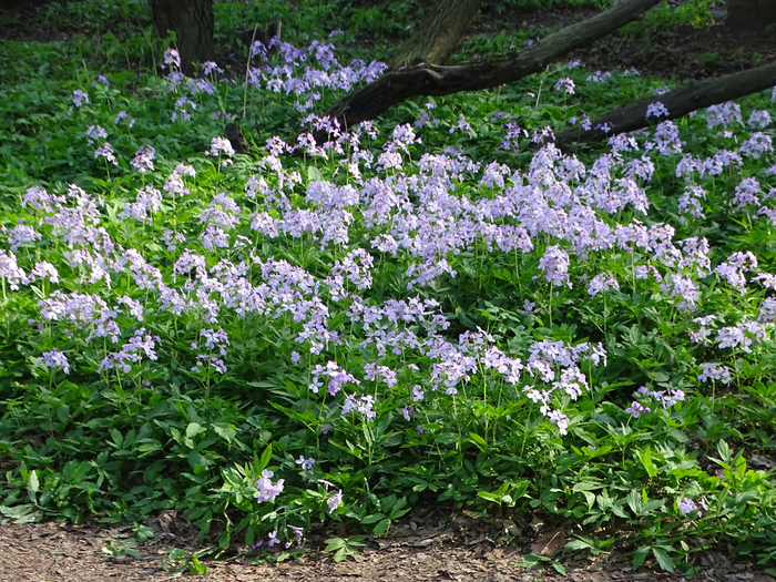 DSC00444 (700x525, 654Kb)