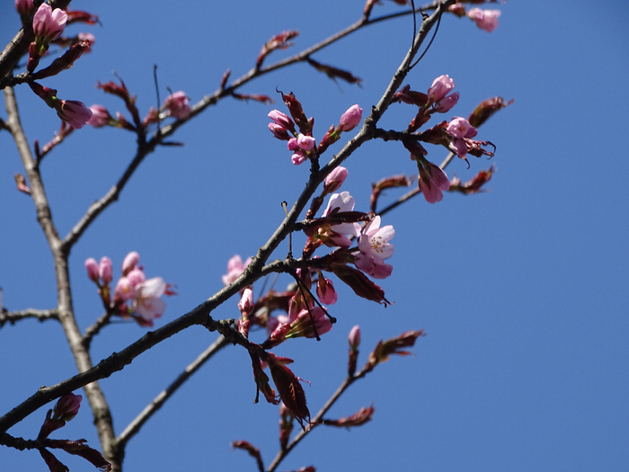 DSC00448 (700x525, 347Kb)