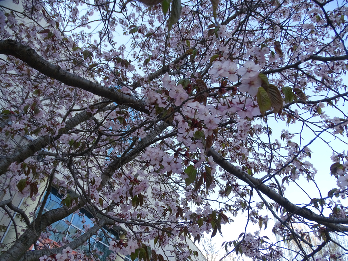 DSC00464 (700x525, 651Kb)