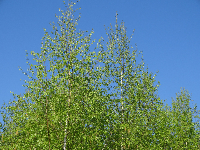 DSC00564 (700x525, 608Kb)