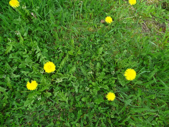 DSC00604 (700x525, 673Kb)