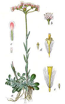 Antennaria_dioica_кошачья лапка (220x351, 57Kb)