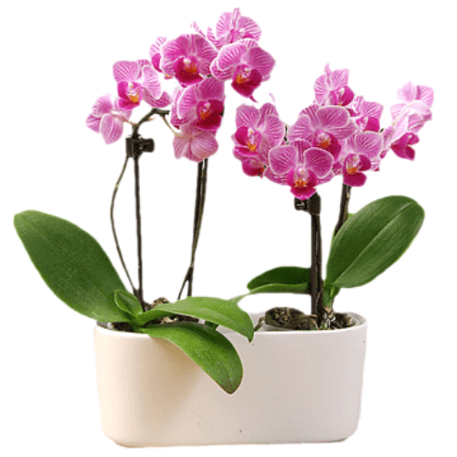 png-transparent-moth-orchids-cattleya-orchids-cut-flowers-flowerpot-orchidea-herbaceous-plant-flower-cattleya-thumbnail-fotor-bg-remover-20241108191029 (500x500, 280Kb)