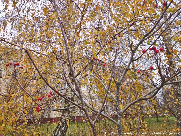 IMG_20241108_114431 (700x523, 575Kb)