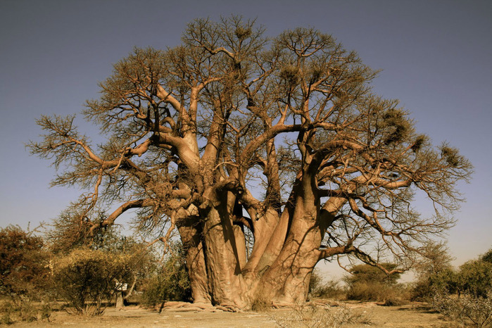 baobab-1 (700x466, 178Kb)