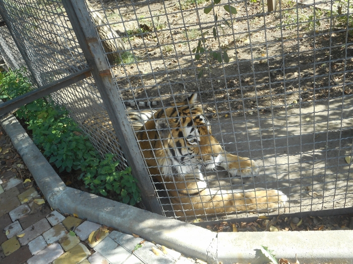 4752699_DSCN0146 (700x525, 360Kb)
