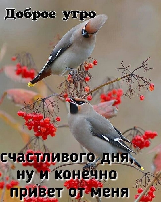 4743317_image20190208 (560x700, 102Kb)