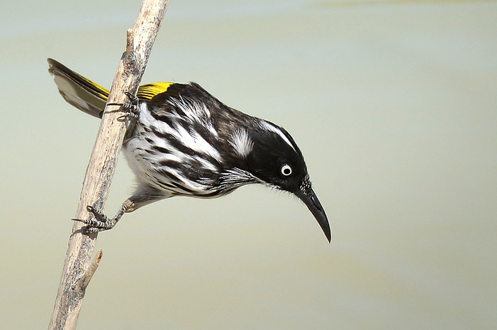 1689043040_878_A-Very-Distinctive-Bird-With-A-Beautifully-Black-Flecked-Vest (700x465, 239Kb)