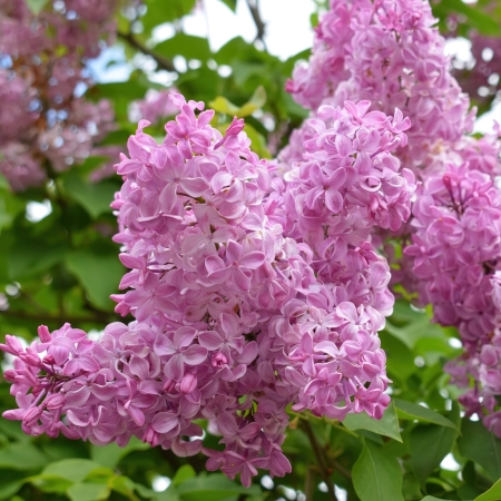 7486950_syringahyacinthiflorabuffon450x450 (450x450, 189Kb)