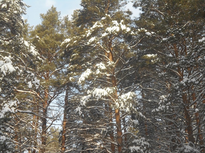 4533467_DSCN6584 (700x524, 230Kb)