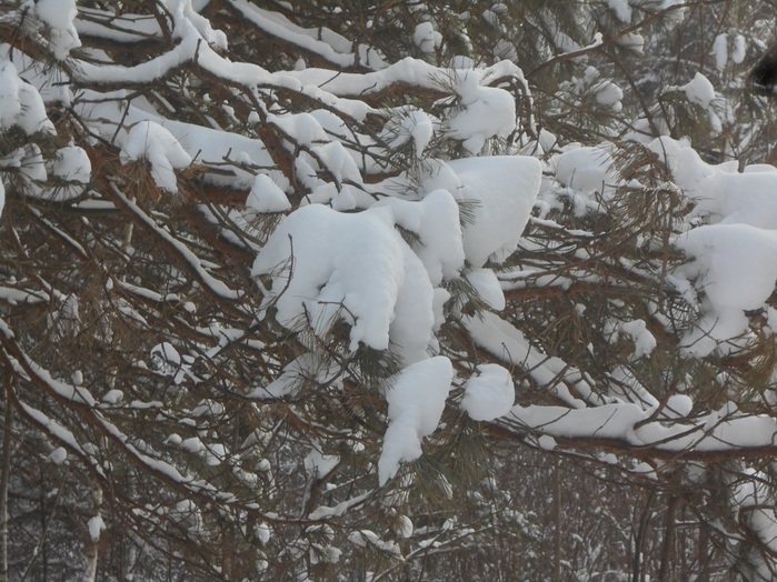 4533467_DSCN6586 (700x524, 165Kb)