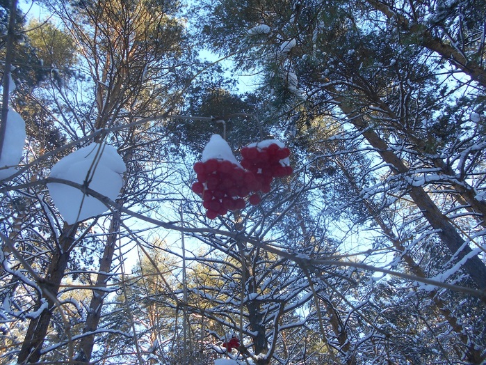 4533467_DSCN6608 (700x524, 261Kb)