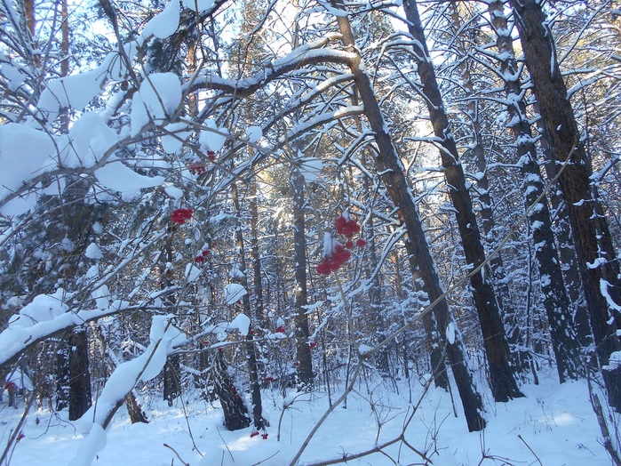 4533467_DSCN6610 (700x524, 237Kb)