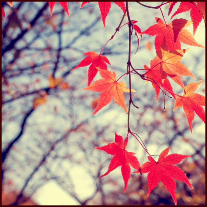 3 (700x700, 514Kb)