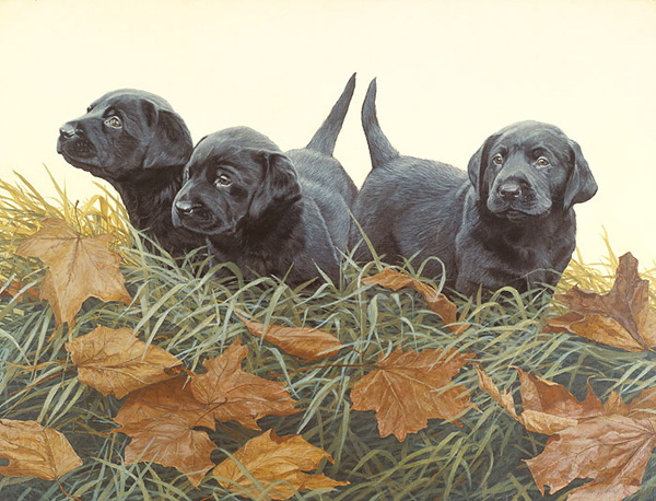Lab-Puppies-John-Weiss (600x458, 303Kb)