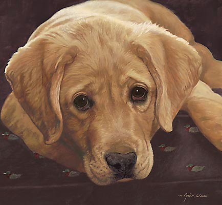 Yellow-Labrador-Retriever-Best-Loved-Breeds-John-Weiss (434x400, 128Kb)