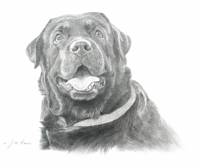 Black-Labrador-John-Weiss (700x580, 223Kb)
