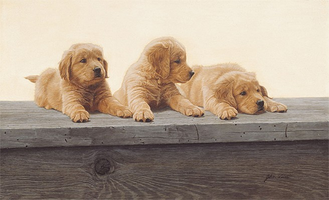 Golden-Retriever-Puppies-John-Weiss (656x400, 158Kb)