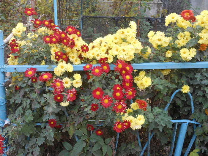 DSCN5773 (700x525, 188Kb)