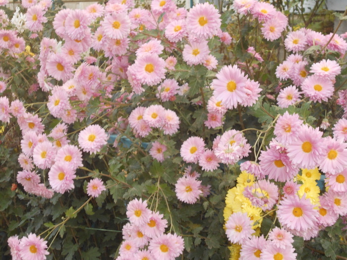 DSCN5778 (700x525, 172Kb)