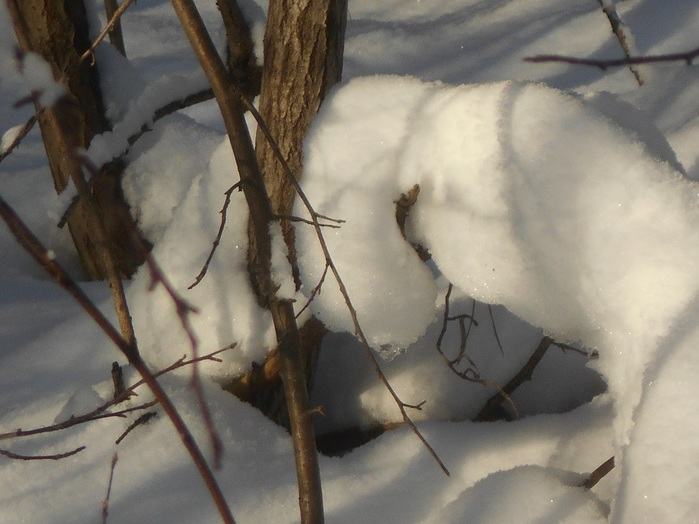 4533467_DSCN6696 (700x524, 99Kb)