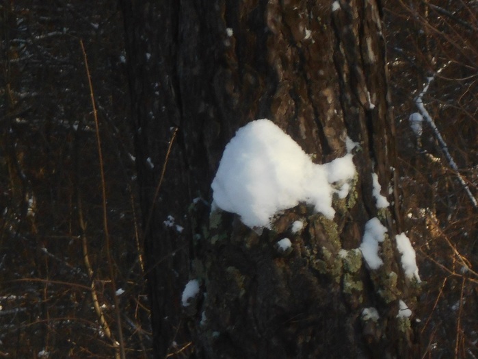 4533467_DSCN6700 (700x524, 101Kb)