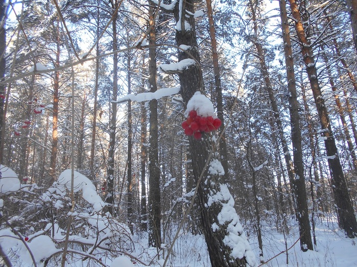 4533467_DSCN6705 (700x524, 243Kb)