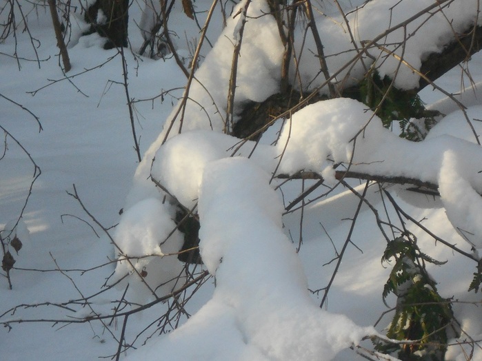 4533467_DSCN6703 (700x524, 118Kb)