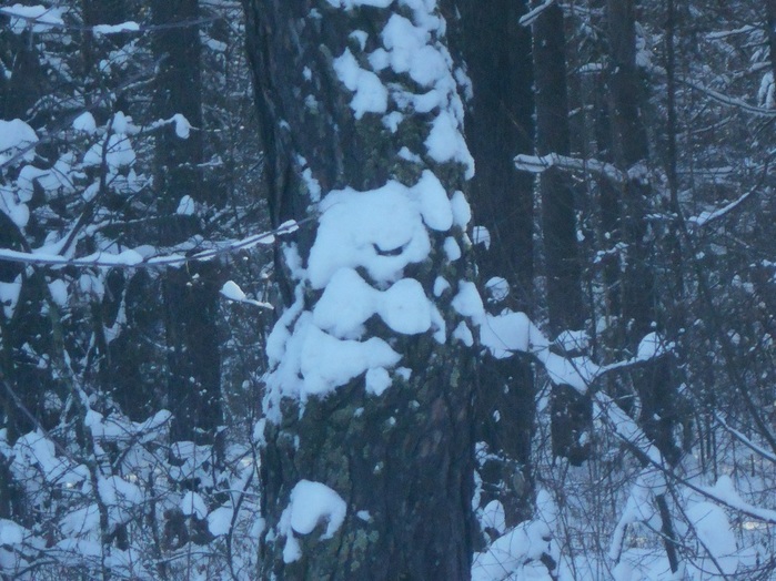 4533467_DSCN6717 (700x524, 153Kb)