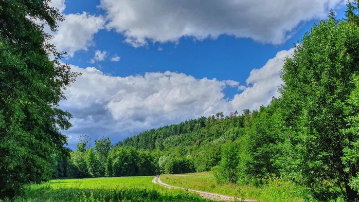 7473674_schutzwaldschurwald (700x393, 261Kb)