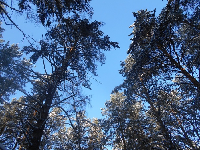 4533467_DSCN6713 (700x524, 234Kb)